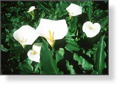 Calla Lillies, Santa Barbara, CA