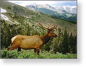 Elk, Rocky Mountain National Park, Colorado