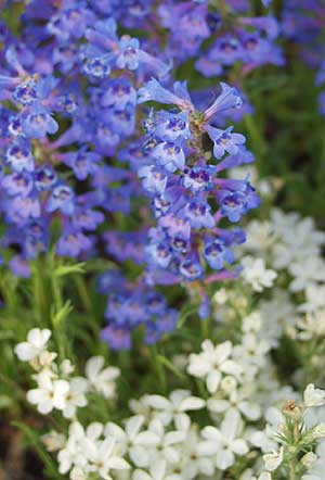 Sunrise Nature/Wildlife Photo Shoot in Westcliffe, Colorado