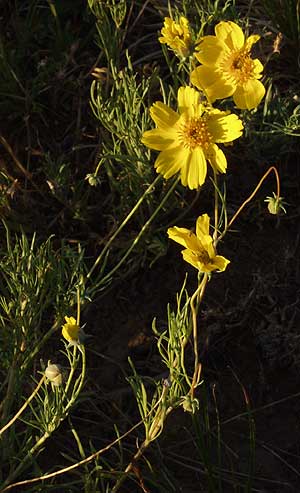 Sunrise Nature/Wildlife Photo Shoot in Westcliffe, Colorado