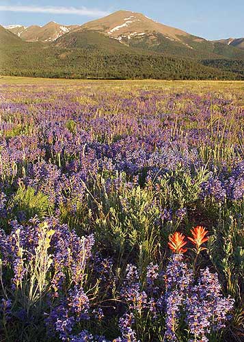 Sunrise Nature/Wildlife Photo Shoot in Westcliffe, Colorado