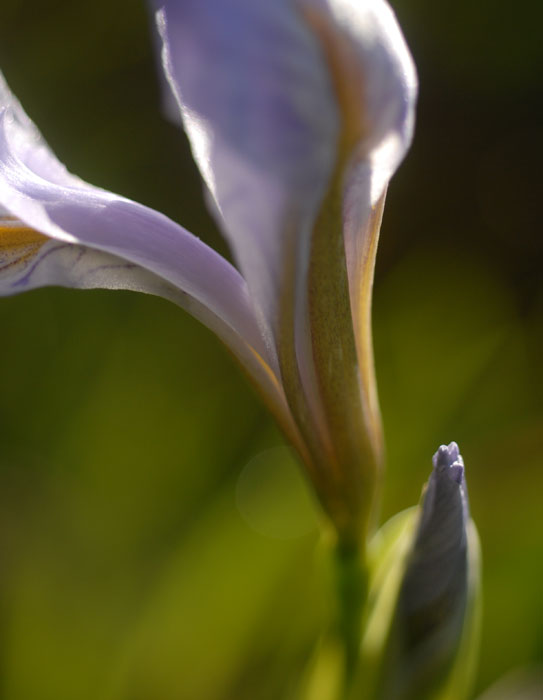 Summer Sunrise Nature/Wildlife Photo Shoot in Westcliffe, Colorado