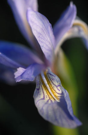 Wildflowers