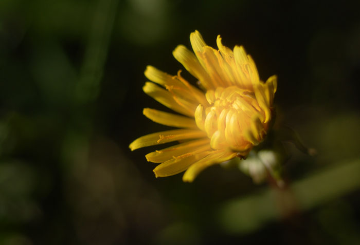 Summer Sunrise Nature/Wildlife Photo Shoot in Westcliffe, Colorado