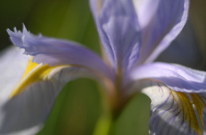 Summer Sunrise Nature/Wildlife Photo Shoot in Westcliffe, Colorado