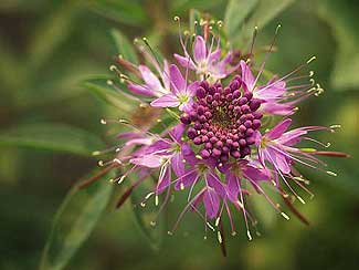 Wildflowers