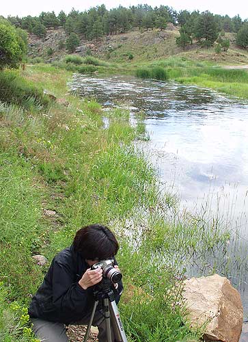 Sunrise Nature/Wildlife Photo Shoot in Westcliffe, Colorado