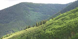 Sunrise Nature/Wildlife Photo Shoot in Aspen, Colorado