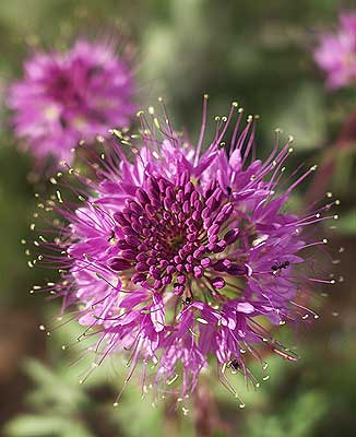 Sunrise Nature/Wildlife Photo Shoot in Westcliffe, Colorado