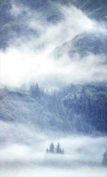 Trees in Valdez, Alaska