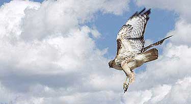 Wildlife (Hawks, Chipmunks, Prairie Dogs)