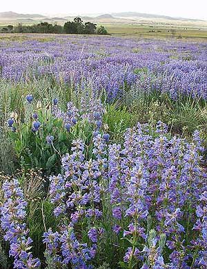 Wildflower Fields