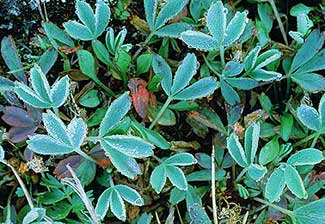 Summer Frost