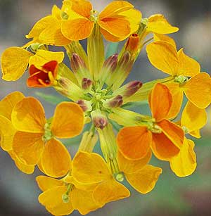 Wildflowers
