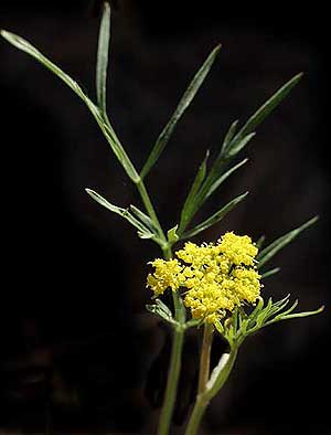 Wildflowers