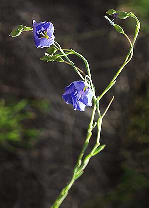 Wildflowers