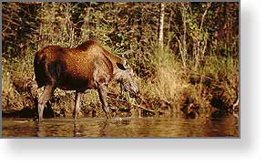 Moose in Lake, Delta Junction, Alaska