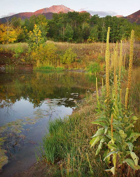 Autumn Sunrise Nature/Wildlife Photo Shoot in Westcliffe, Colorado