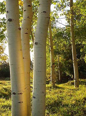 Aspen Groves