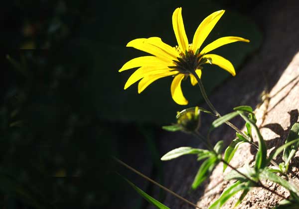 Autumn Sunrise Nature/Wildlife Photo Shoot in Westcliffe, Colorado