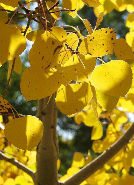 Autumn Sunrise Nature/Wildlife Photo Shoot in Westcliffe, Colorado
