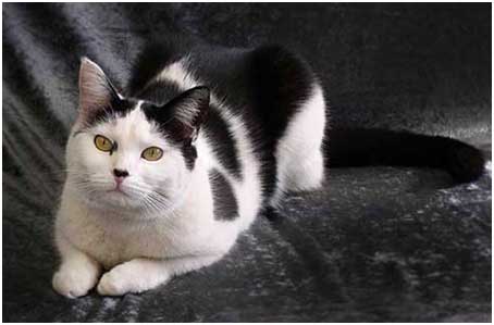 Special Kitty  