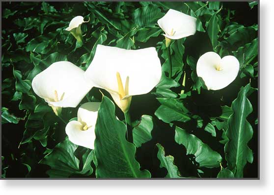 Callillies, Santa Barbara, California