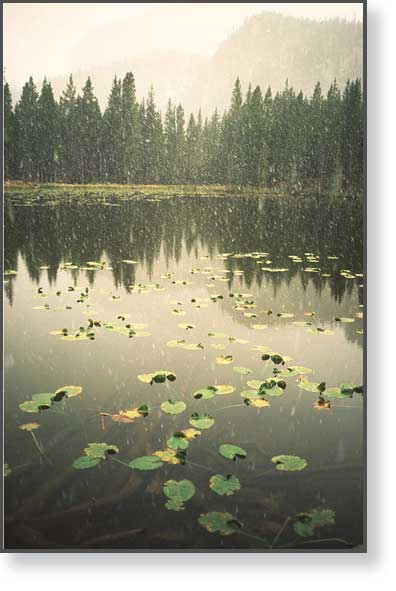Snow on Lillies, Bear Lake, Rocky Mountain NP, Colorado