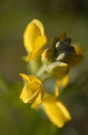 Wildflowers