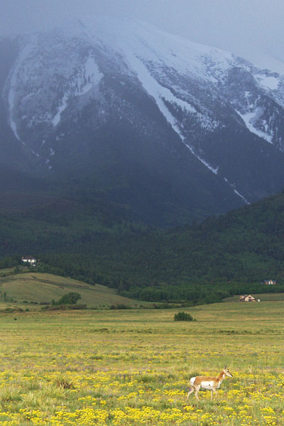 Summer Sunrise Nature/Wildlife Photo Shoot in Westcliffe, Colorado
