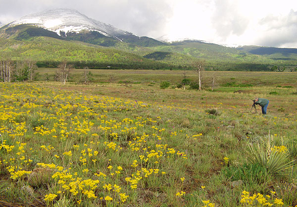 Summer Sunrise Nature/Wildlife Photo Shoot in Westcliffe, Colorado