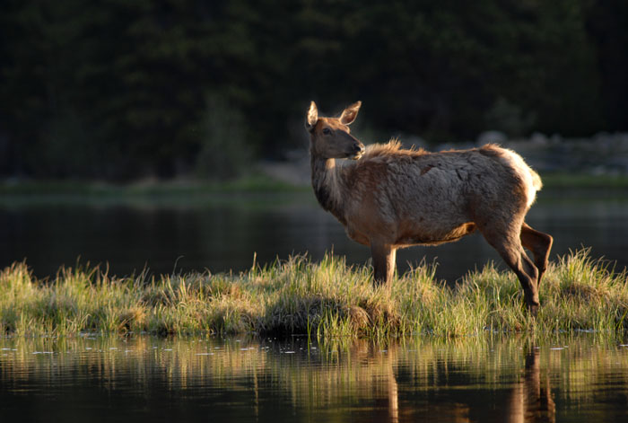 Summer Sunrise Nature/Wildlife Photo Shoot in Westcliffe, Colorado
