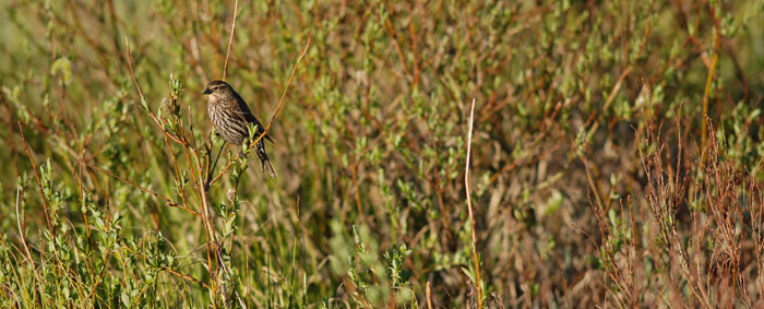 Summer Sunrise Nature/Wildlife Photo Shoot in Westcliffe, Colorado